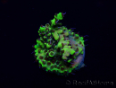 WYSIWYG Acropora Mariculture acclimated LED