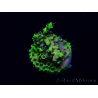 WYSIWYG Acropora 15Y1 Mariculture acclimaté led