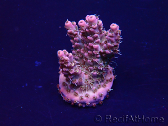 WYSIWYG Acropora Marikultur akklimatisiert LED