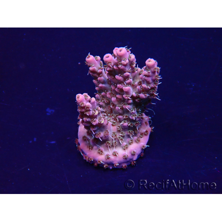 WYSIWYG Acropora Maricoltura acclimatata a LED
