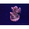 WYSIWYG Acropora Marikultur akklimatisiert LED