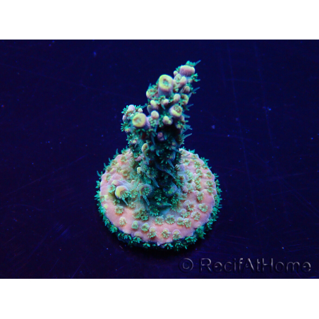 WYSIWYG Acropora Maricultura aclimatada LED