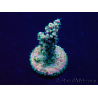 WYSIWYG Acropora Maricoltura acclimatata a LED