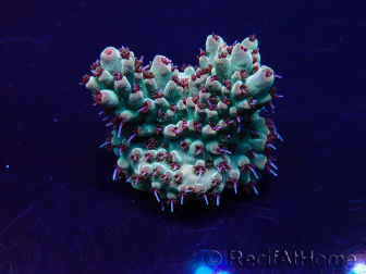 WYSIWYG Acropora 15Y7 Mariculture acclimaté led