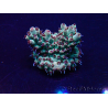 WYSIWYG Acropora 15Y7 Mariculture acclimaté led