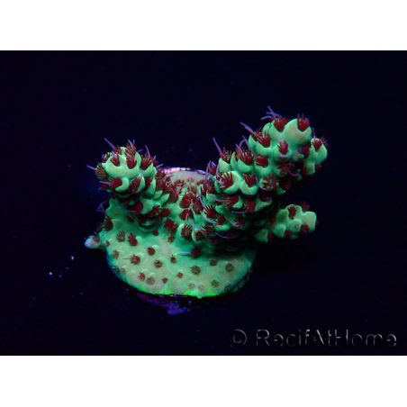 WYSIWYG Acropora Maricultura aclimatada LED