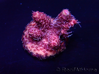 WYSIWYG Acropora 15Y11 Mariculture acclimaté led