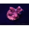 WYSIWYG Acropora 15Y11 Mariculture acclimaté led