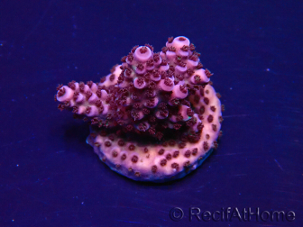 WYSIWYG Acropora 15Y12 Mariculture acclimaté led