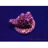 WYSIWYG Acropora Marikultur akklimatisiert LED