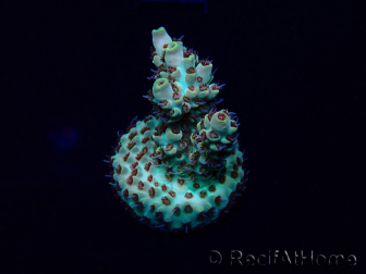 WYSIWYG Acropora Maricoltura acclimatata a LED