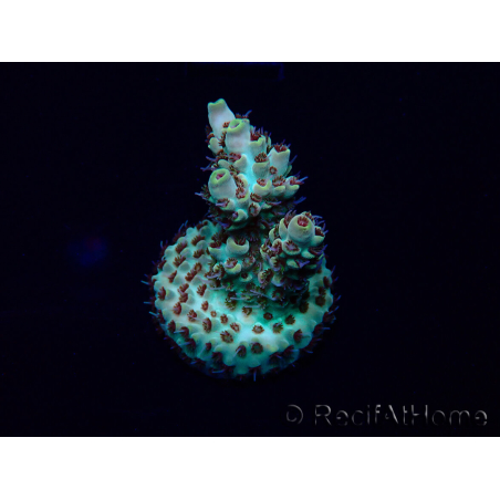 WYSIWYG Acropora Maricultura aclimatada LED