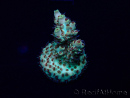 WYSIWYG Acropora 15Z11 Mariculture acclimaté led