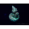 WYSIWYG Acropora Maricultuur geacclimatiseerd LED