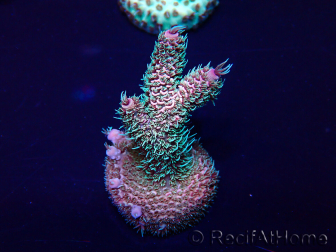 WYSIWYG Acropora Marikultur akklimatisiert LED