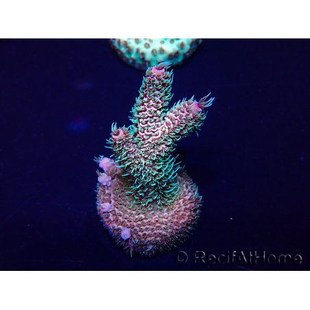 WYSIWYG Acropora Maricultuur geacclimatiseerd LED