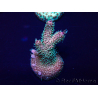 WYSIWYG Acropora Marikultur akklimatisiert LED