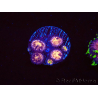 WYSIWYG - RAH Zoanthus Implosion