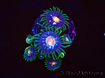 WYSIWYG - JF Zoanthus Stargazer 2A11