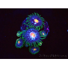 WYSIWYG - JF Zoanthus Stargazer