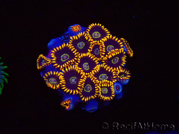 WYSIWYG - Zoanthus Rainbow Hornet