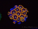 WYSIWYG - Zoanthus Rainbow Hornet 2B9