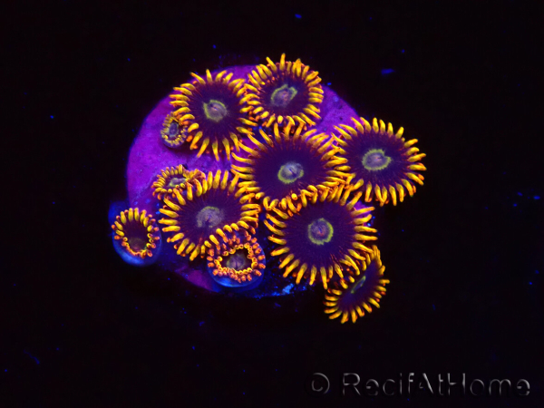 WYSIWYG - Zoanthus Rainbow Hornet
