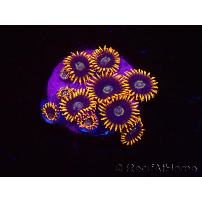 WYSIWYG - Zoanthus Rainbow Hornet