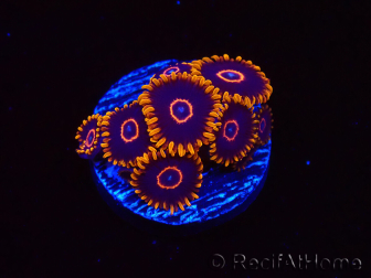 WYSIWYG - Zoanthus Red Hornet 2D1