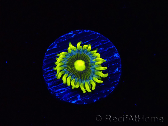 WYSIWYG - Zoanthus Corona 2E6
