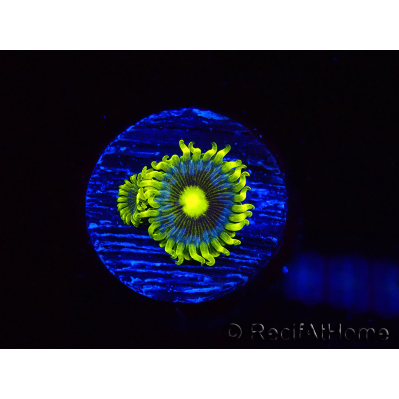 WYSIWYG - Zoanthus Corona 2E8