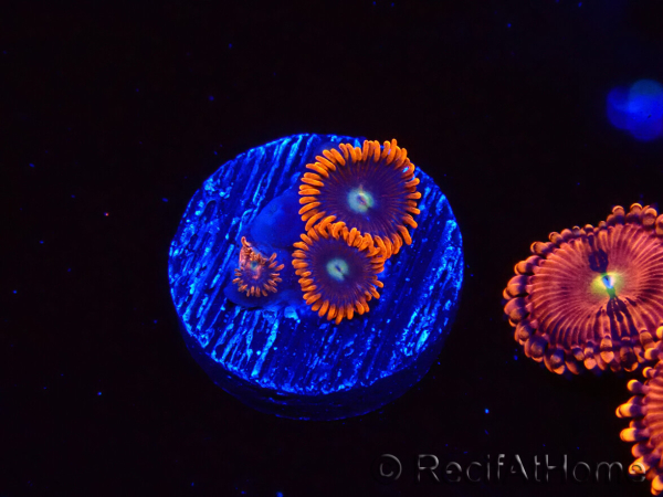 WYSIWYG - Zoanthus Alpha and Omega 2F2
