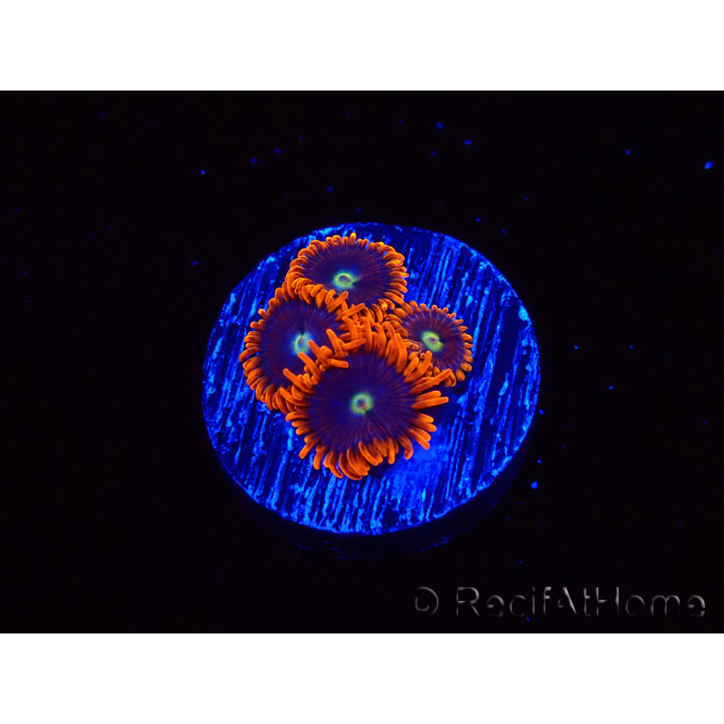WYSIWYG - Zoanthus Alpha and Omega 2F3