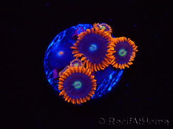 WYSIWYG - Zoanthus Alpha and Omega 2F9