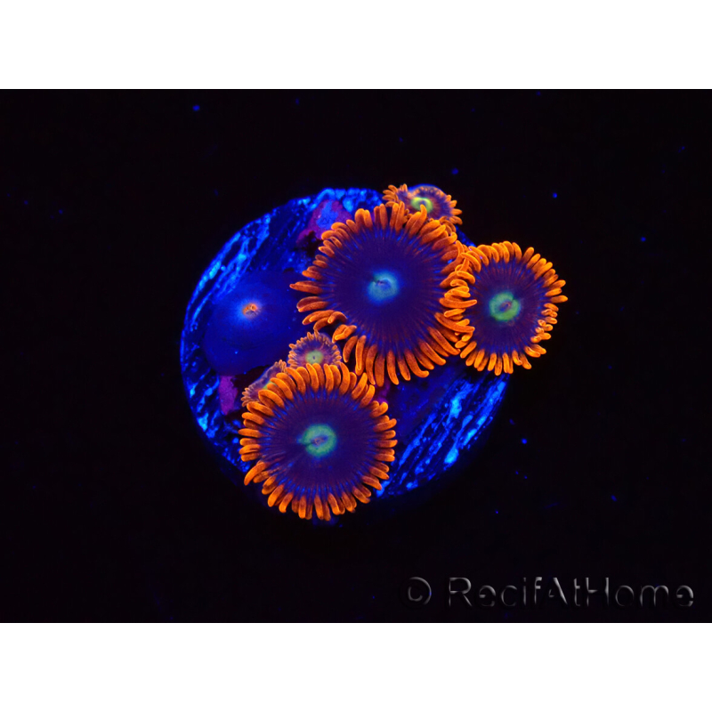 WYSIWYG - Zoanthus Alpha and Omega 2F9