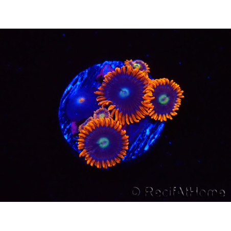 WYSIWYG - Zoanthus Alpha and Omega 2F9