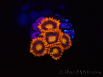 WYSIWYG - Zoanthus Orange Oxyde