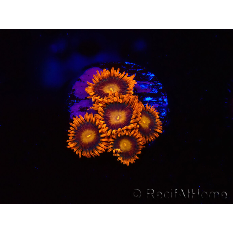 WYSIWYG - Zoanthus Orange Oxyde 2I1