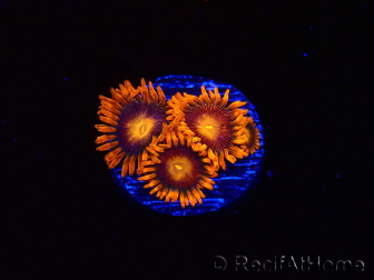 WYSIWYG - Zoanthus Orange Oxyde
