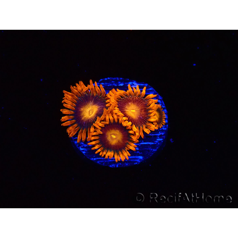 WYSIWYG - Zoanthus Orange Oxyde 2I2