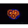 WYSIWYG - Zoanthus Orange Oxyde 2I2