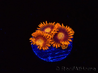 WYSIWYG - Zoanthus Orange Oxyde