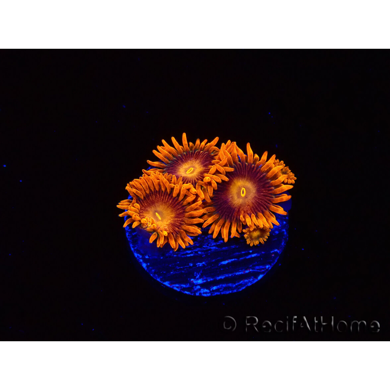 WYSIWYG - Zoanthus Orange Oxyde