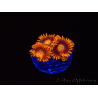 WYSIWYG - Zoanthus Orange Oxyde 2I3