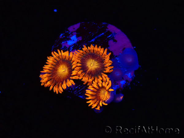 WYSIWYG - Zoanthus Orange Oxyde