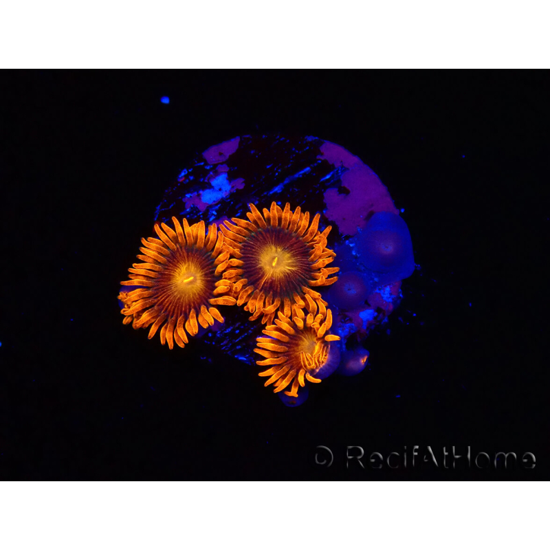 WYSIWYG - Zoanthus Orange Oxyde