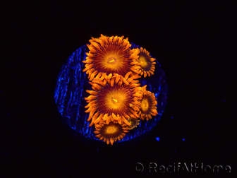 WYSIWYG - Zoanthus Orange Oxyde 2I6