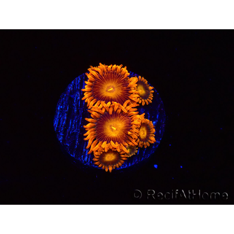 WYSIWYG - Zoanthus Orange Oxyde
