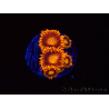 WYSIWYG - Zoanthus Orange Oxyde