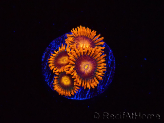 WYSIWYG - Zoanthus Orange Oxyde 2I7